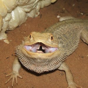 pogona4.jpg