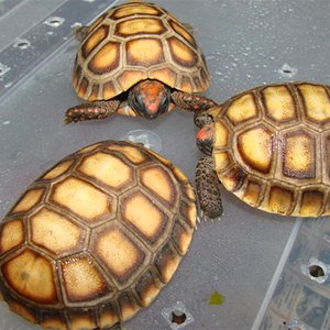 Imagem 180 (Large).jpg