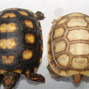 Imagem 089 (Large).jpg