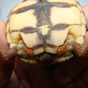 Imagem 072 (Large).jpg