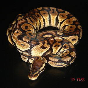 01.Lemon pastel(17.01.08).JPG