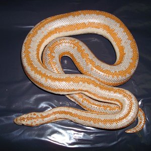 sony (67) (Large).JPG