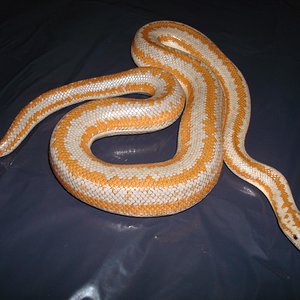 sony (72) (Large).JPG