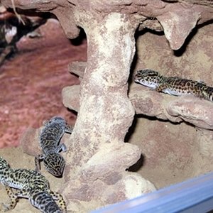 Euble hembras 03.jpg