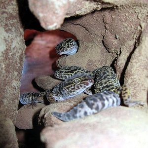 Euble hembras 04.jpg