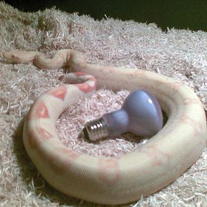 Albina Hembra 01.jpg