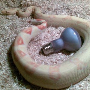 Albina Hembra 02.jpg