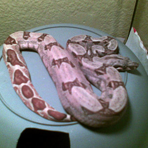 Salmon Hembra 02.jpg