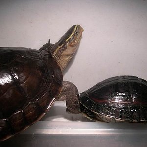 Cuora amboinensis kamaroma - Pareja 01.jpg