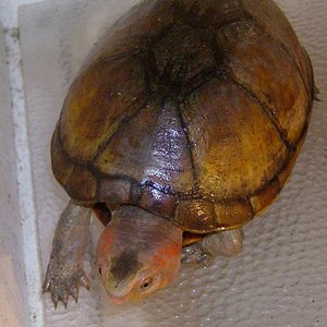 Kinosternon scorpioides cruentatum.jpg