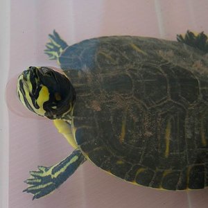Trachemys scripta scripta.jpg