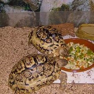 Stigmochelys pardalis babcoki - Pareja 47.jpg