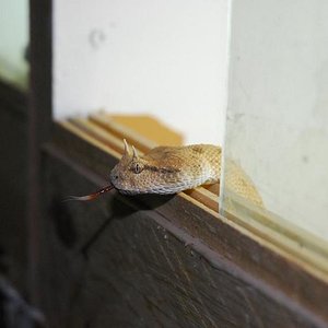 cerastes cerastes,.JPG