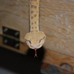 cerastes cerastes.JPG