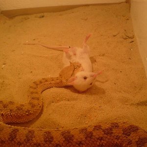 cerastes cerastes raton.JPG