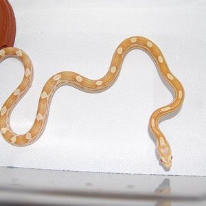 butter motley 07 H.JPG