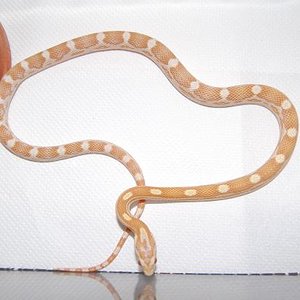 butter motley 07 M.JPG