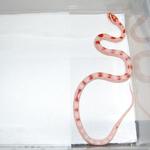 reverse okeetee 07 H.JPG