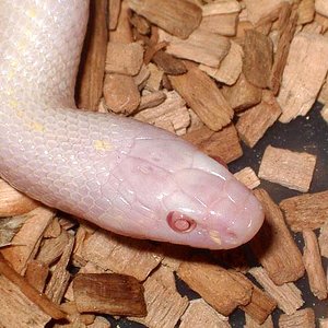 Cali snow cabeza.JPG