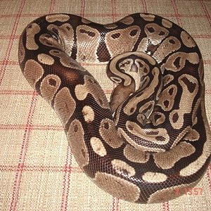 PITON REGIUS ADULTA.3.jpg