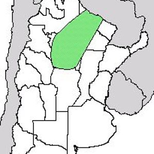 distribucion petersi 2.jpg