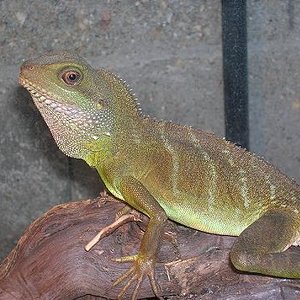 bichos venta 003.JPG