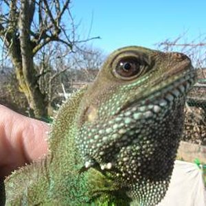 bichos venta 010.JPG