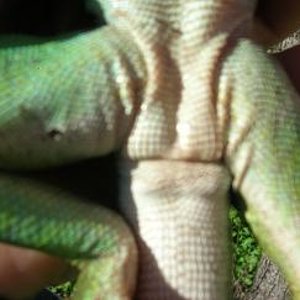 bichos venta 012.JPG