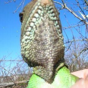 bichos venta 013.JPG