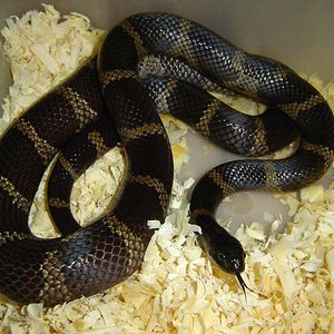 hembra melanica1.JPG