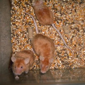 Copia de PICT5620.JPG