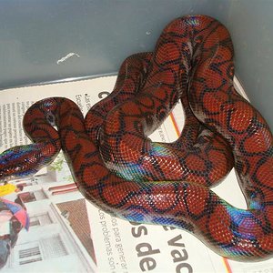 sony (659) (Medium).JPG