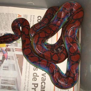 sony (662) (Medium).JPG