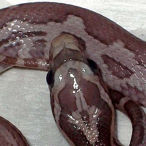 Lavender detalle.jpg