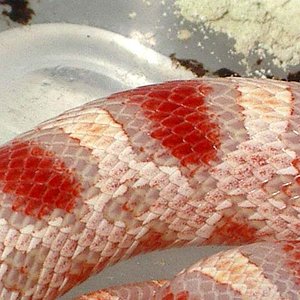 Candycane detalle.jpg