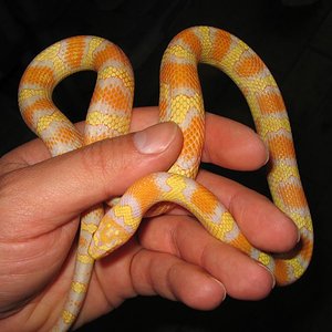 resized_jungle 004.jpg