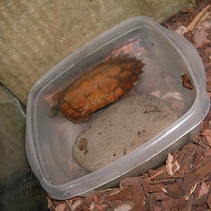 Copia de PICT5790.JPG