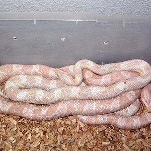 Pareja Snow y pink snow.jpg