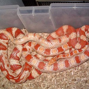 pareja candy x reverse y jungle albina.jpg