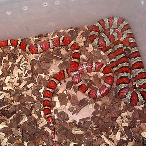 Pareja thayeri x mex x ruthv.jpg