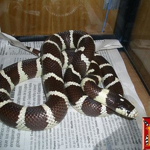 calif. desertica  0106.JPG