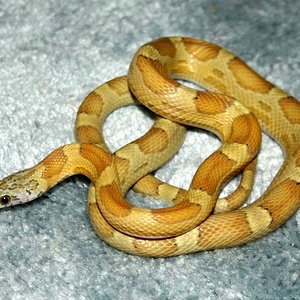 sunkissed caramel.jpg