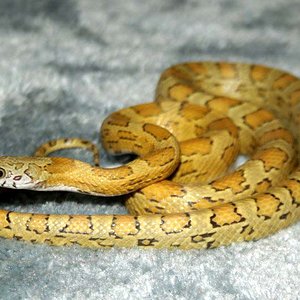 sunkissed caramel 2.jpg