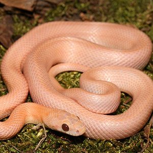 hypolavender striped.jpg