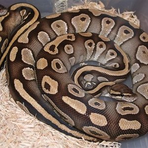 IMG_0537 (Small).JPG