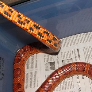 Guttatus Sunkissed 1.JPG