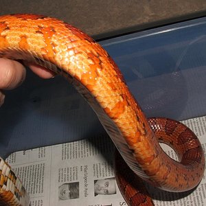 Guttatus Sunkissed 2. JPG.JPG