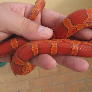 resized_serpis 003.jpg