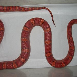 resized_okeetee 001.jpg