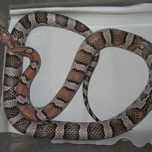 resized_anery 001.jpg